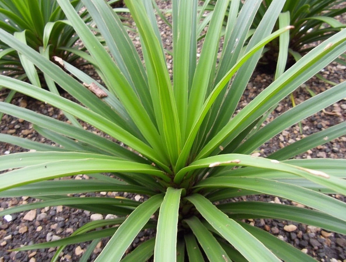 Cordyline Australis : plantation, soins et astuces