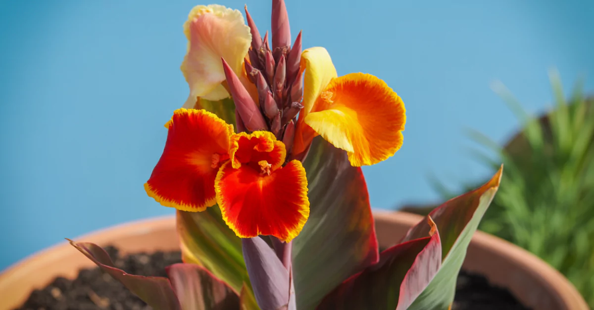 Canna Indica