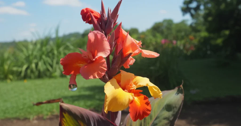 Comment Planter la Canna Indica?