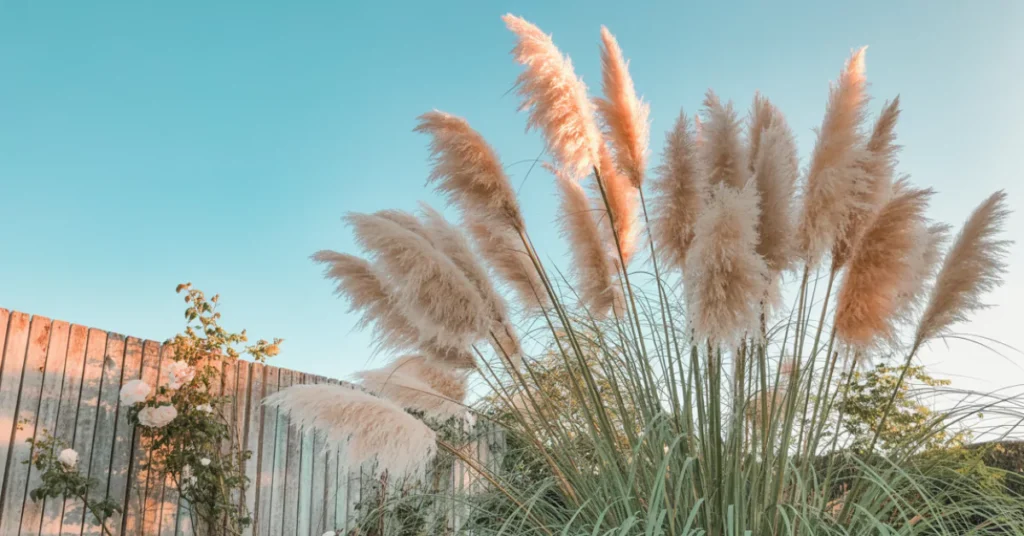 Où et Quand Planter l'Herbe de la Pampa ?